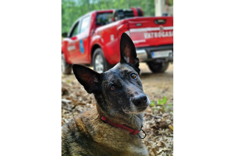 Slika Vatrogasni potražni pas Rain odmara
Šapjane
22. srpnja 2021.
